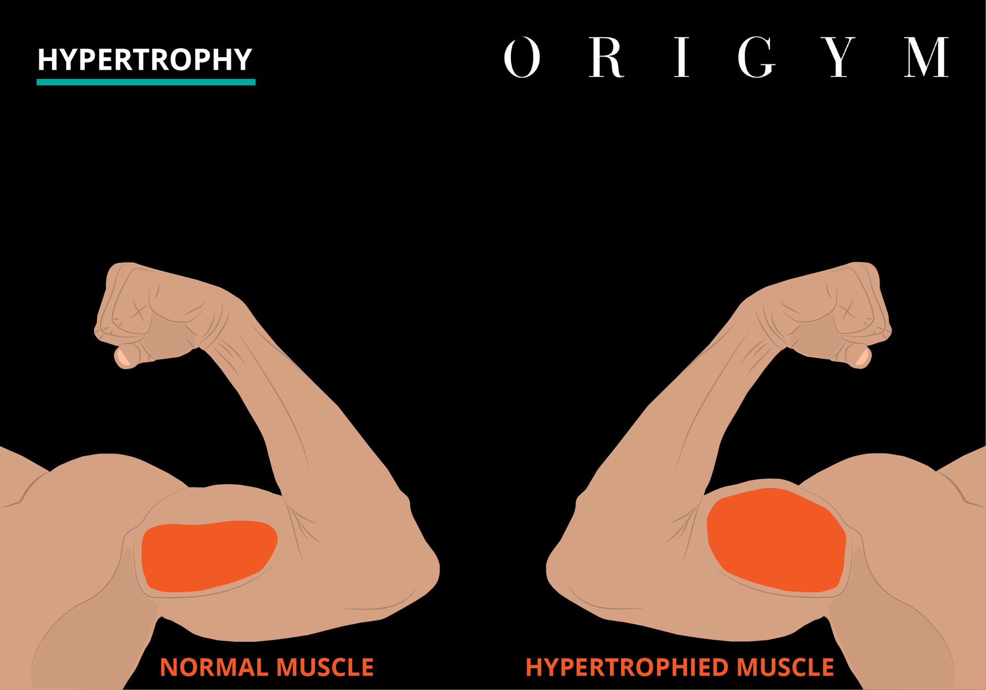 Seated dumbbell curl on incline bench benefits