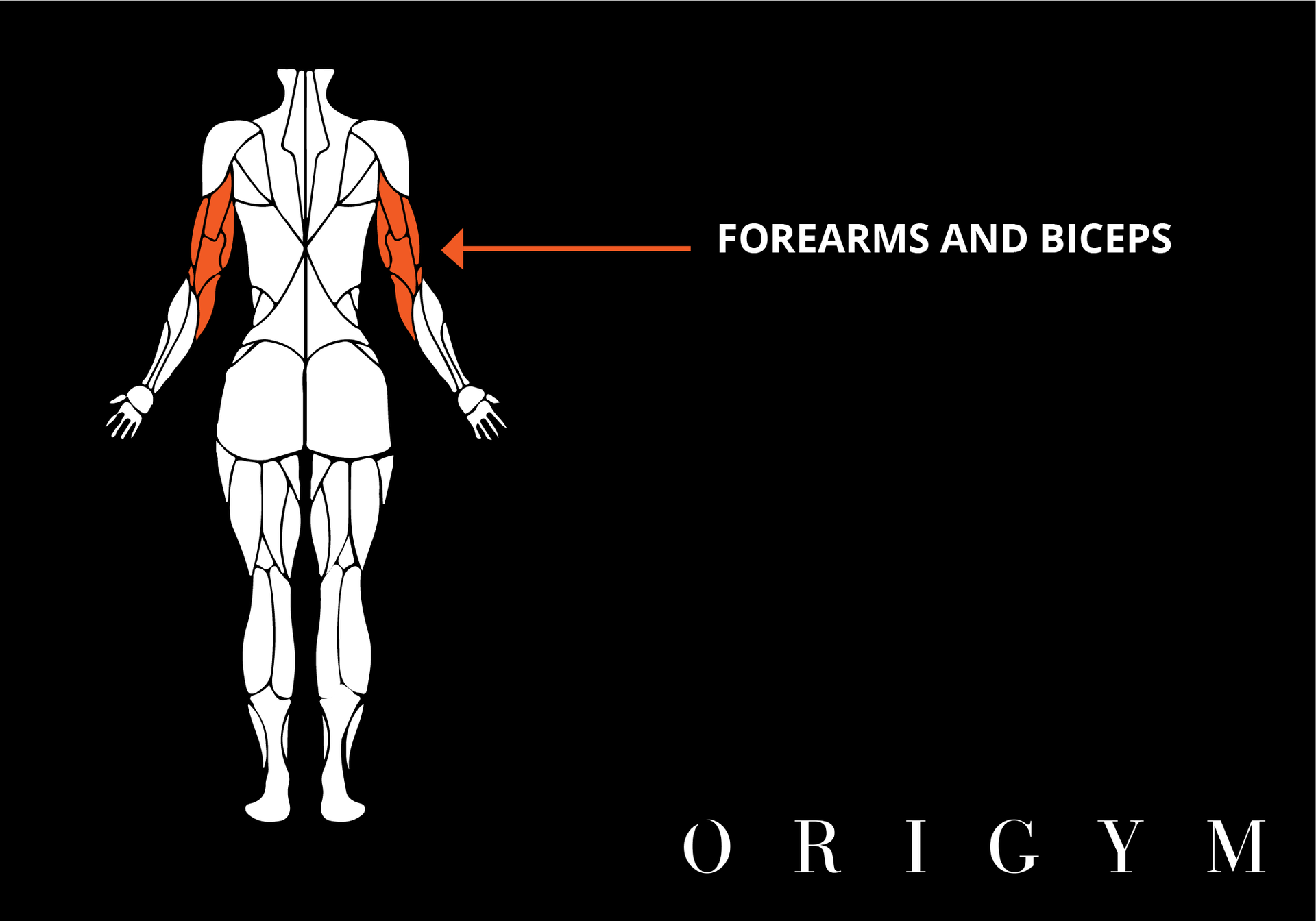 Seated incline dumbbell curls benefits image