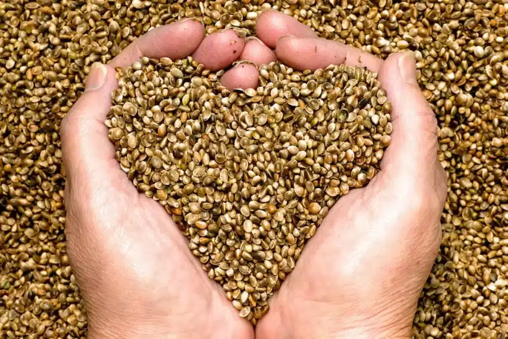 Close Up Image of a Pair of Hands Scooping Up a Pile of Hemp Seeds